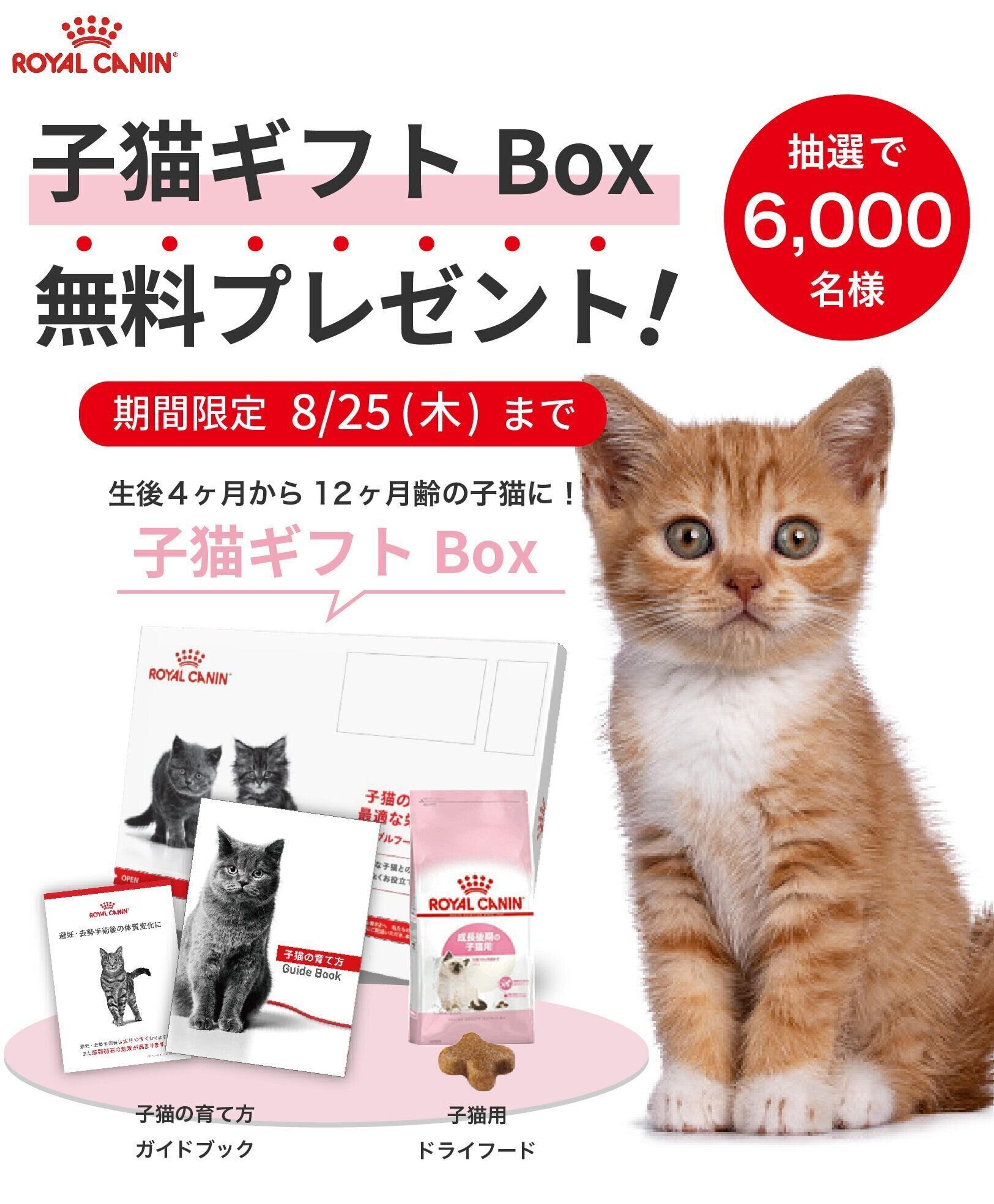 Pr 子猫用フードなど3点セットを無料で 抽選で6 000名様にプレゼント ねこのきもちweb Magazine Pr 子猫用フードなど3点セットを無料で 抽選で6 000名様にプレゼント ねこのきもちweb Magazine