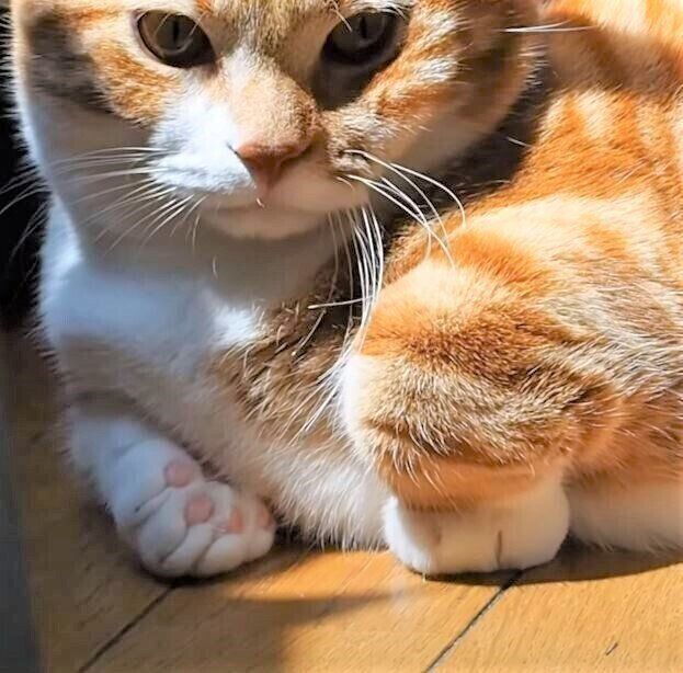 マンチカンのかわいい足