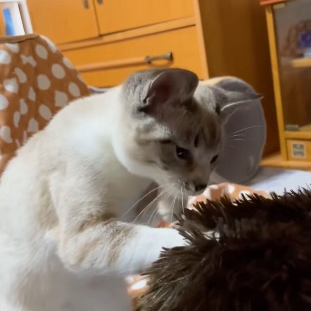 遊び始めるリノちゃん