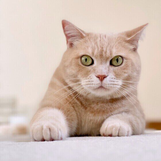 見つめるブリティッシュ・ショートヘア