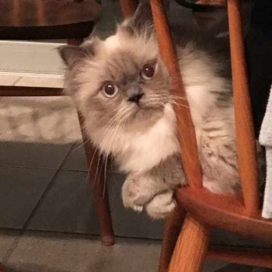 ヒマラヤンの翼くん