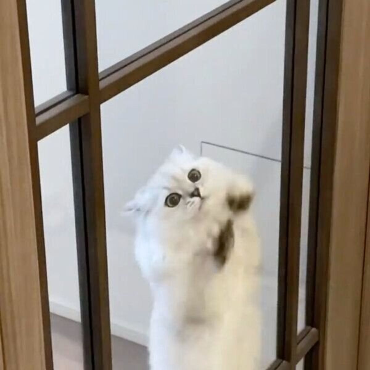 行かないで 甘えんぼうスイッチが入った表情が可愛すぎる猫 ねこのきもちweb Magazine 行かないで 甘えんぼうスイッチが入った表情が可愛すぎる猫 ねこのきもちweb Magazine