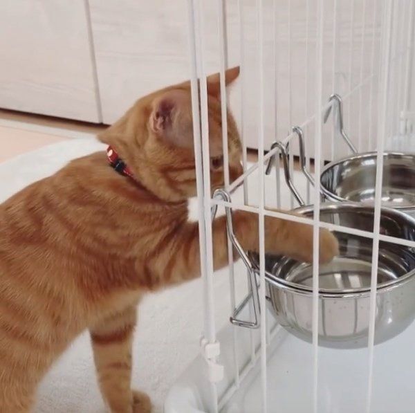 水を飲むきーすけちゃん