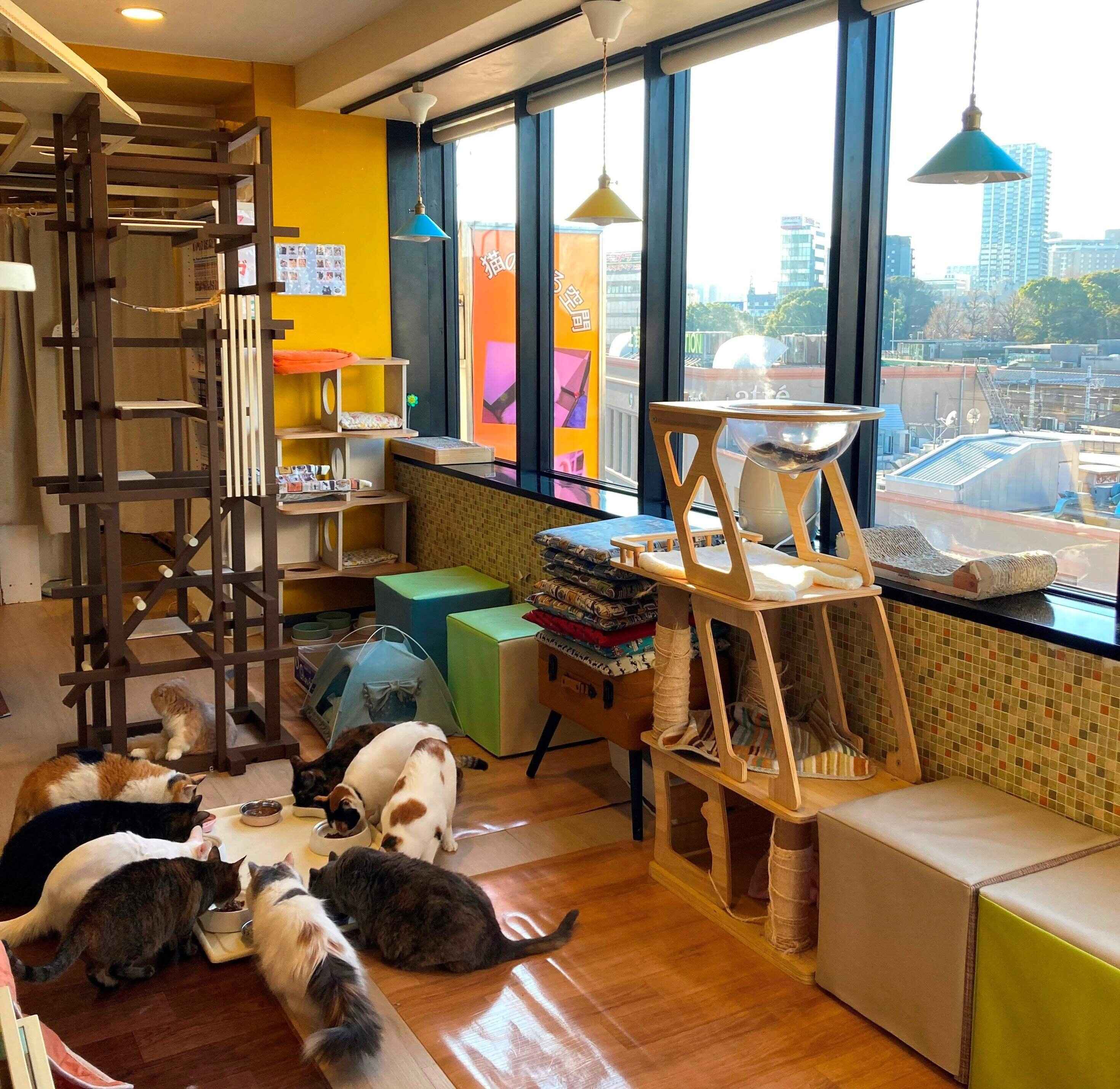 上野の街が一望できる店内で元気いっぱいな猫たち