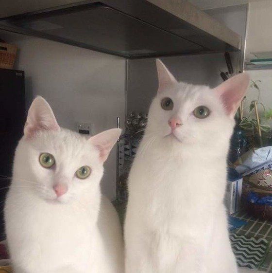 ねこのきもち投稿写真ギャラリー