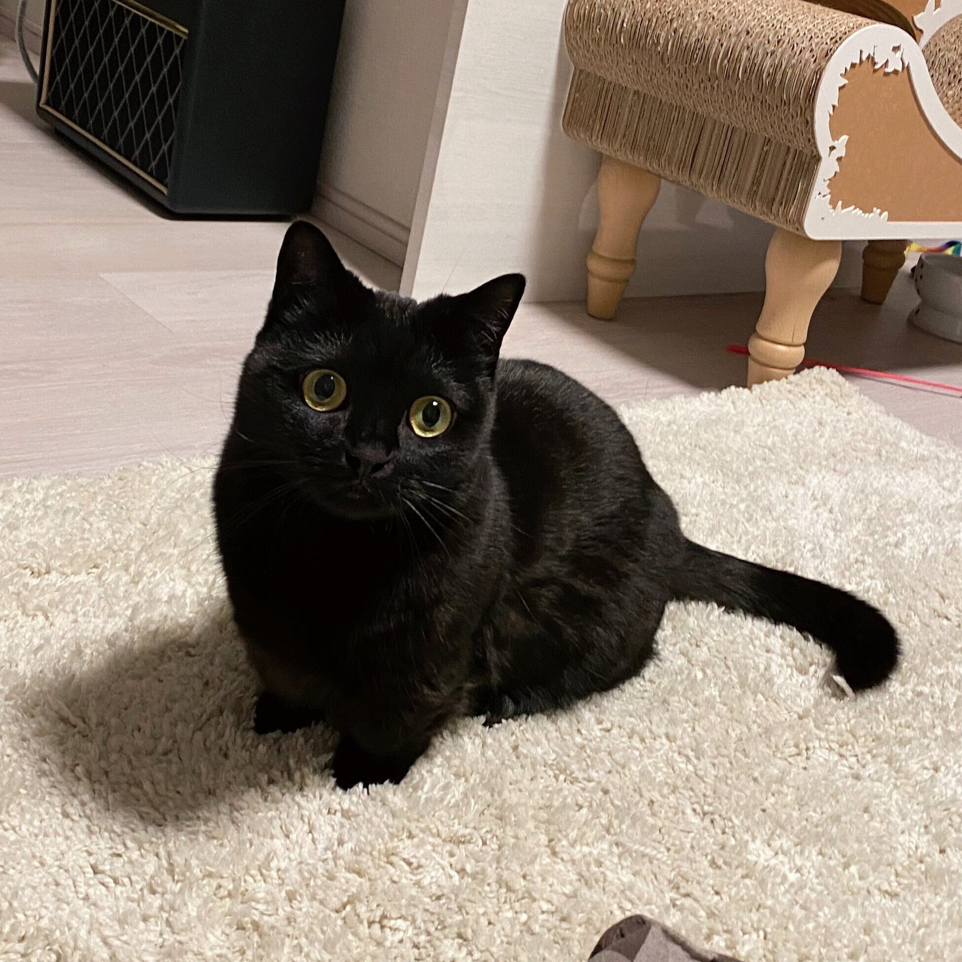 すました表情をするハーブちゃん