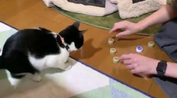 ペットボトルのキャップを見つめるはかせちゃん