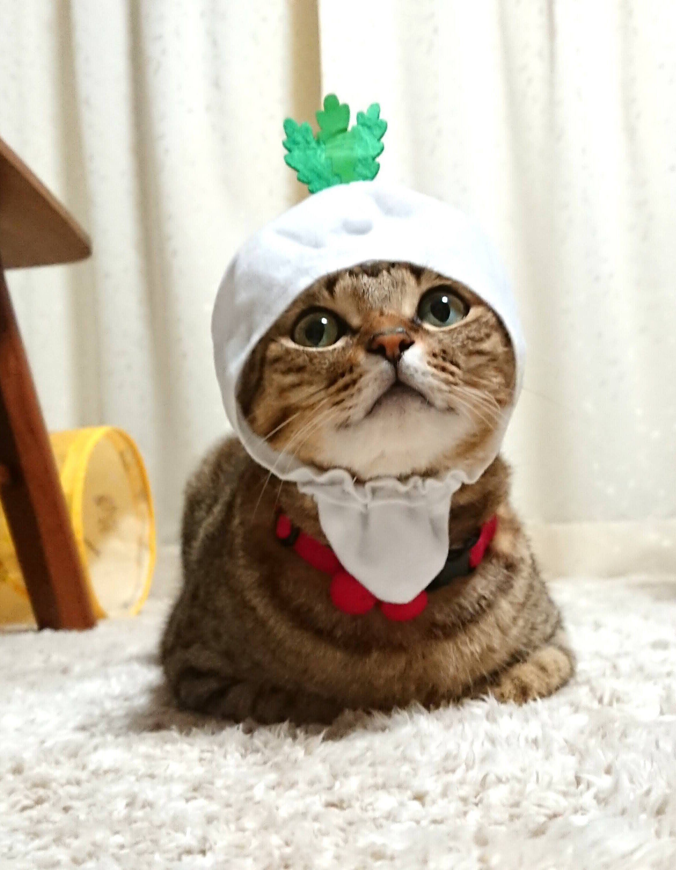 ねこのきもちWEB MAGAZINE ねこの日企画「MEN'S CAT」