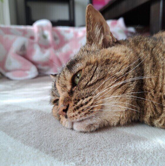 床に寝転がるキジトラ猫