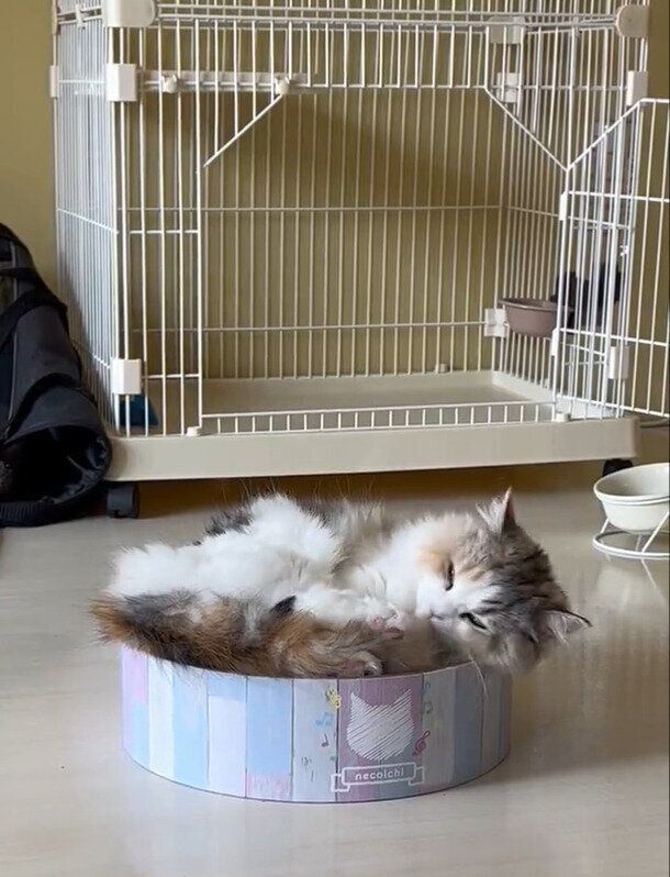 しっぽをなめる、めるちゃん