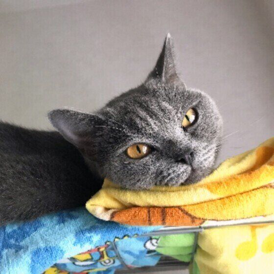 シャルトリューのベルちゃん