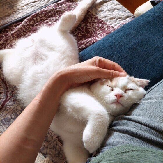 飼い主さんに甘えるスコティッシュフォールドのまろんくん