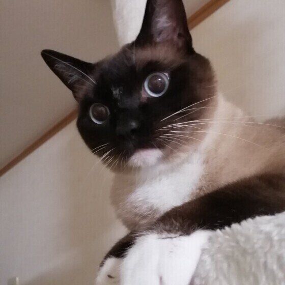 シャムのナツくん♪