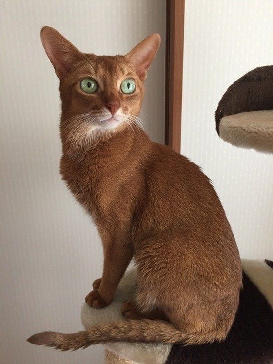 ねこのきもち投稿写真ギャラリー