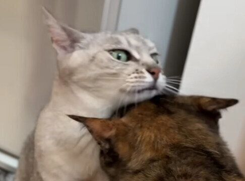甘える猫