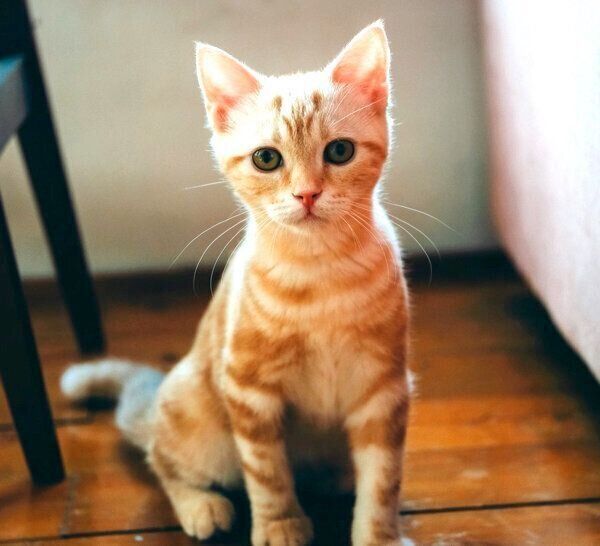 見つめるらぺちゃん