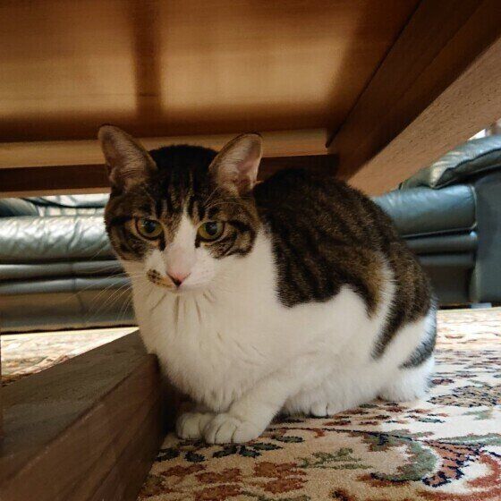 机の下でくつろぐ猫