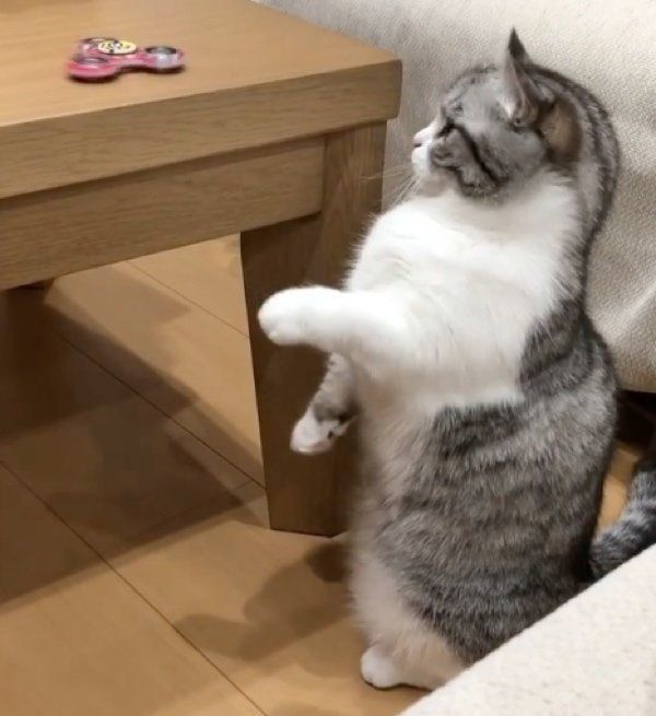 ハンドスピナーを回したいマンチカン