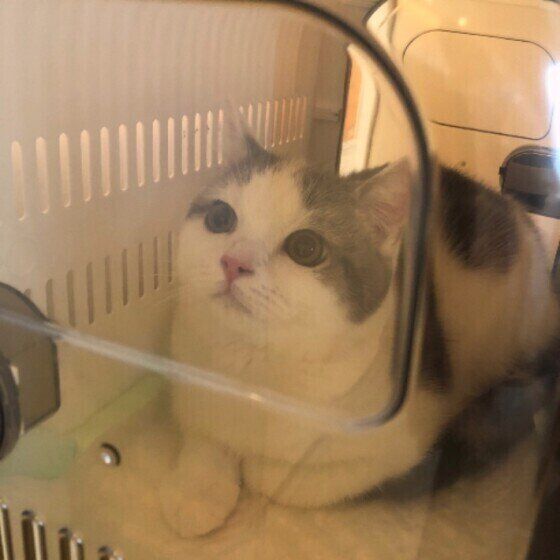 キャリーに入るタル君