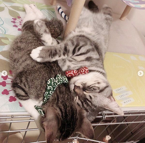 くっついて眠るミントちゃんとバロンちゃん
