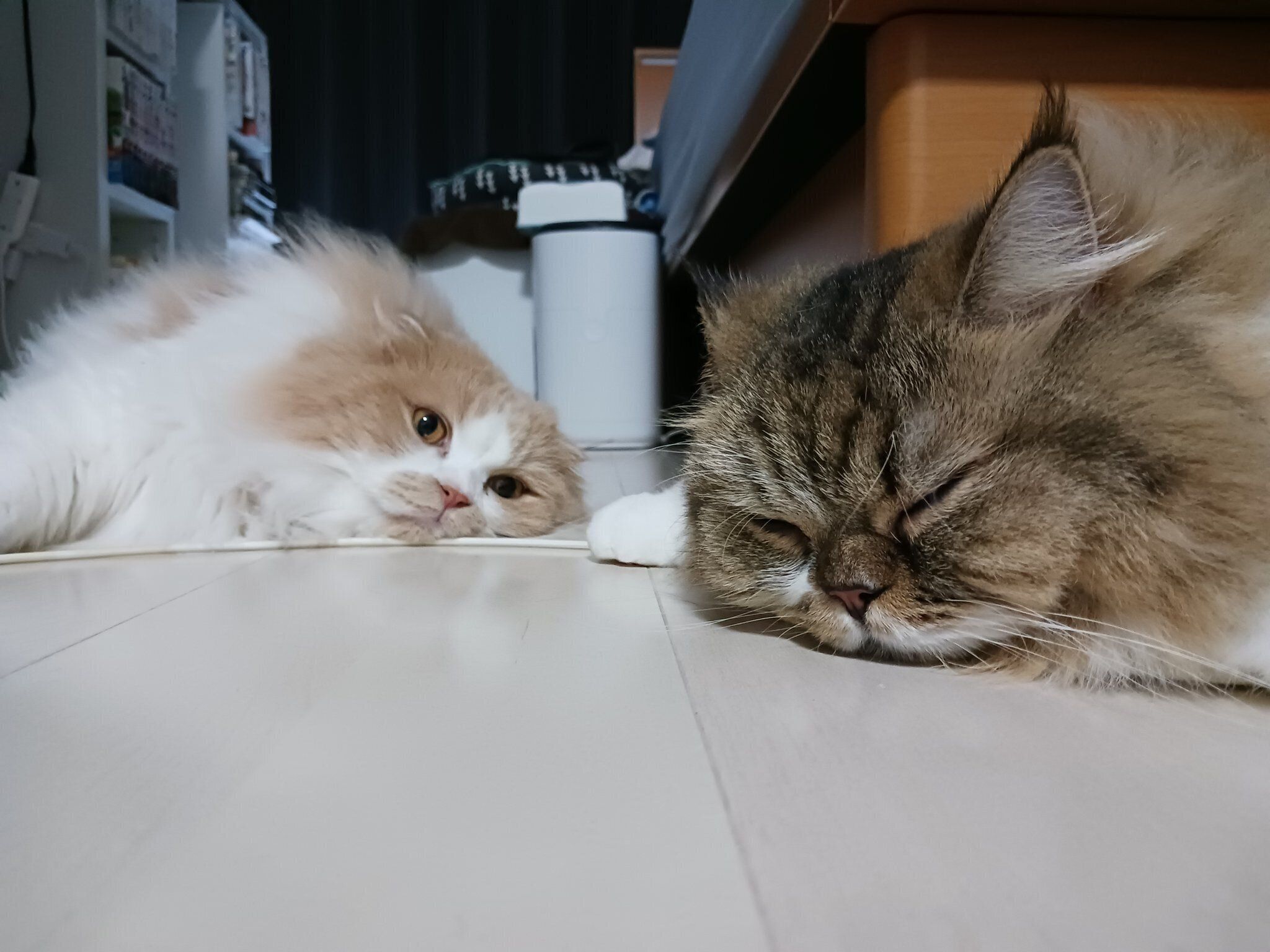 大好きなランちゃんを見つめるクリームくん。