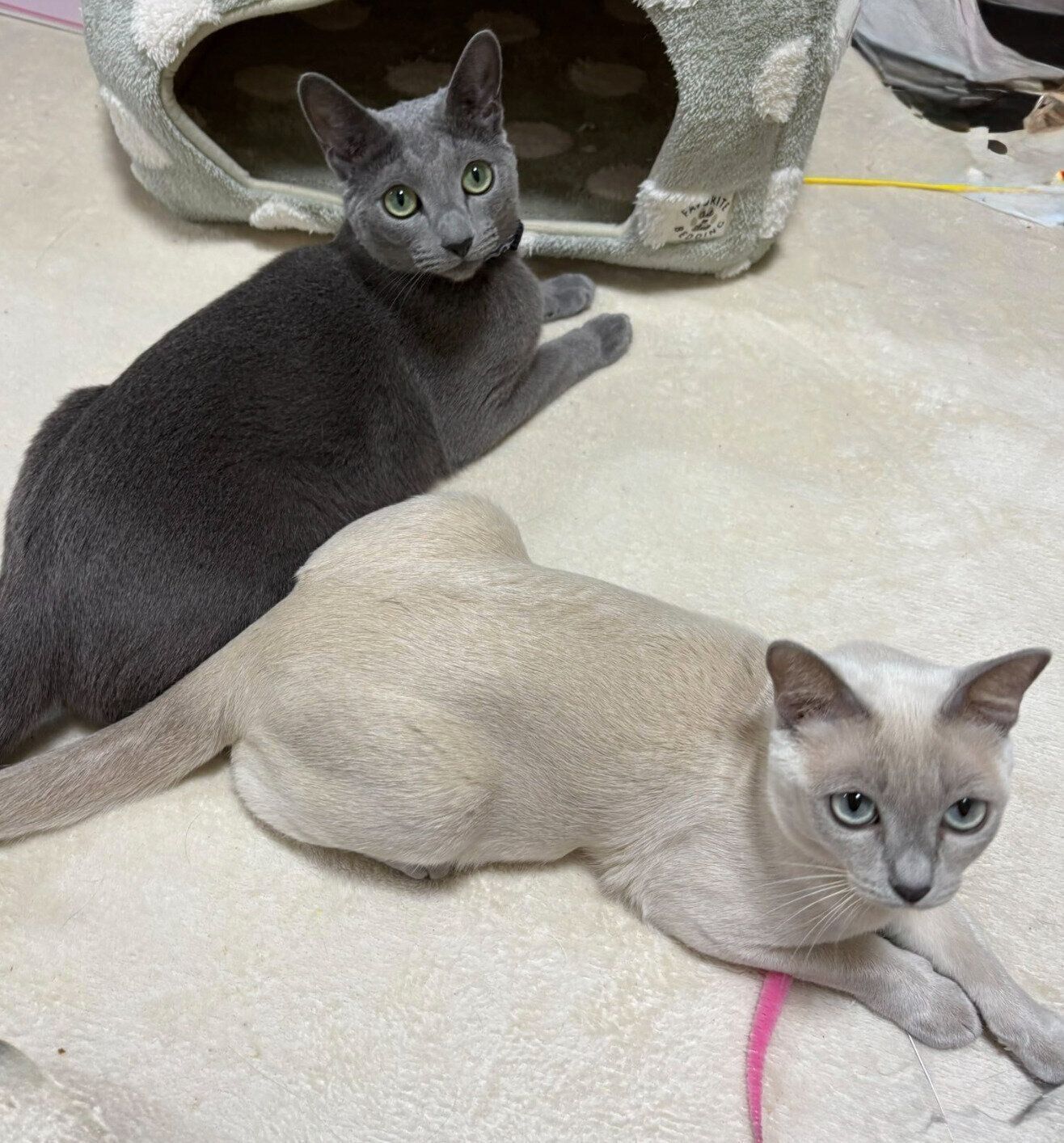 仲良しなカイくん、モカちゃん