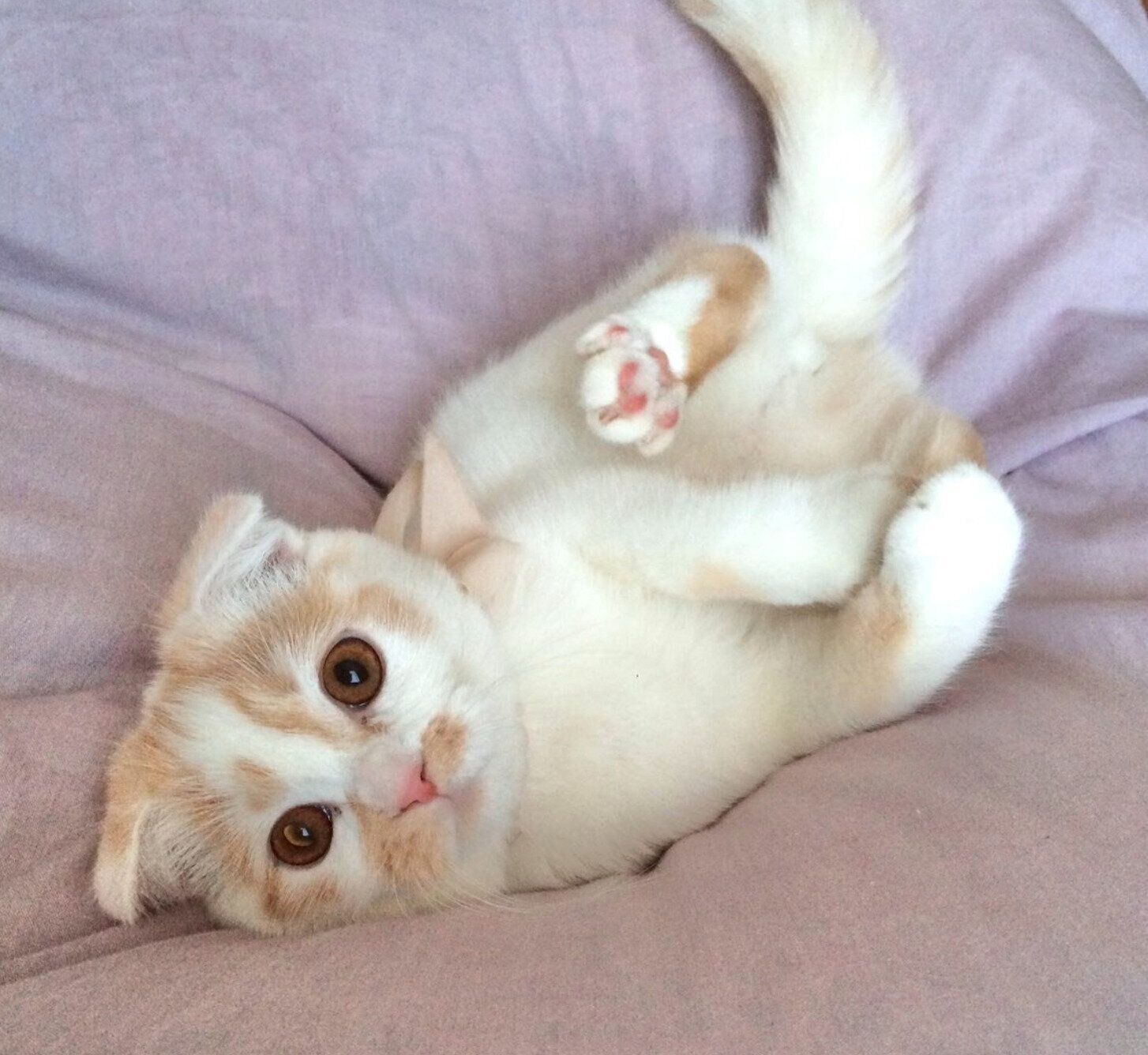 ふわふわのネコ 縞模様のぶち子猫 美しいフワフワした灰色の子猫の肖像 大きな目