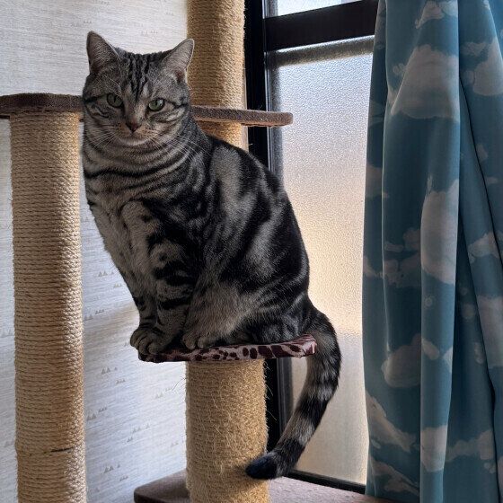 アメリカンショートヘアのシャルちゃん♪