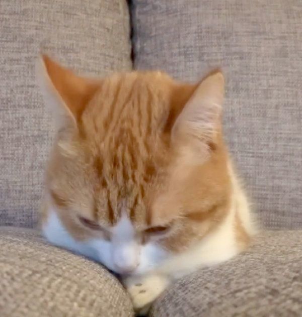 切ない表情をする茶太くん