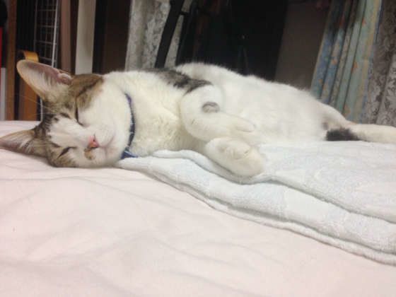 あきらかに元気がない猫