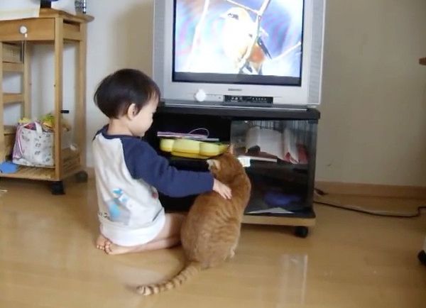 テレビを見る猫