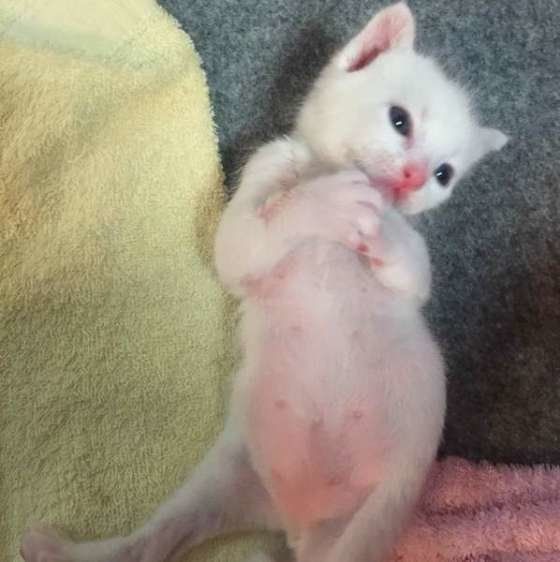 ボスくんのグラビアポーズ