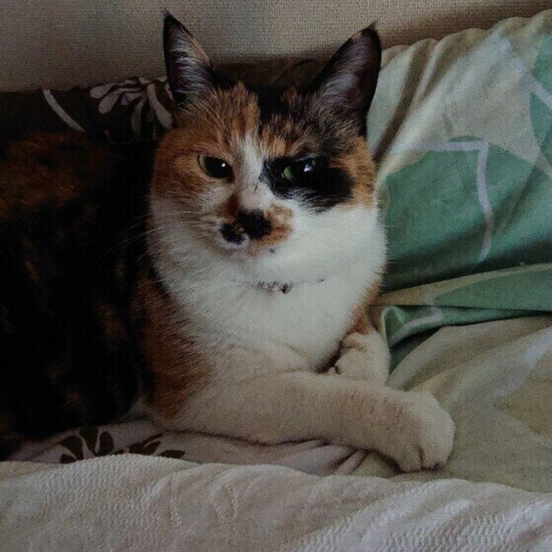 オスかメス 子猫か成猫 初めて猫をお迎えするならどっち 獣医師さんに聞いてみた ねこのきもちweb Magazine オスかメス 子猫か成猫 初めて猫をお迎えするならどっち 獣医師さんに聞いてみた ねこのきもちweb Magazine