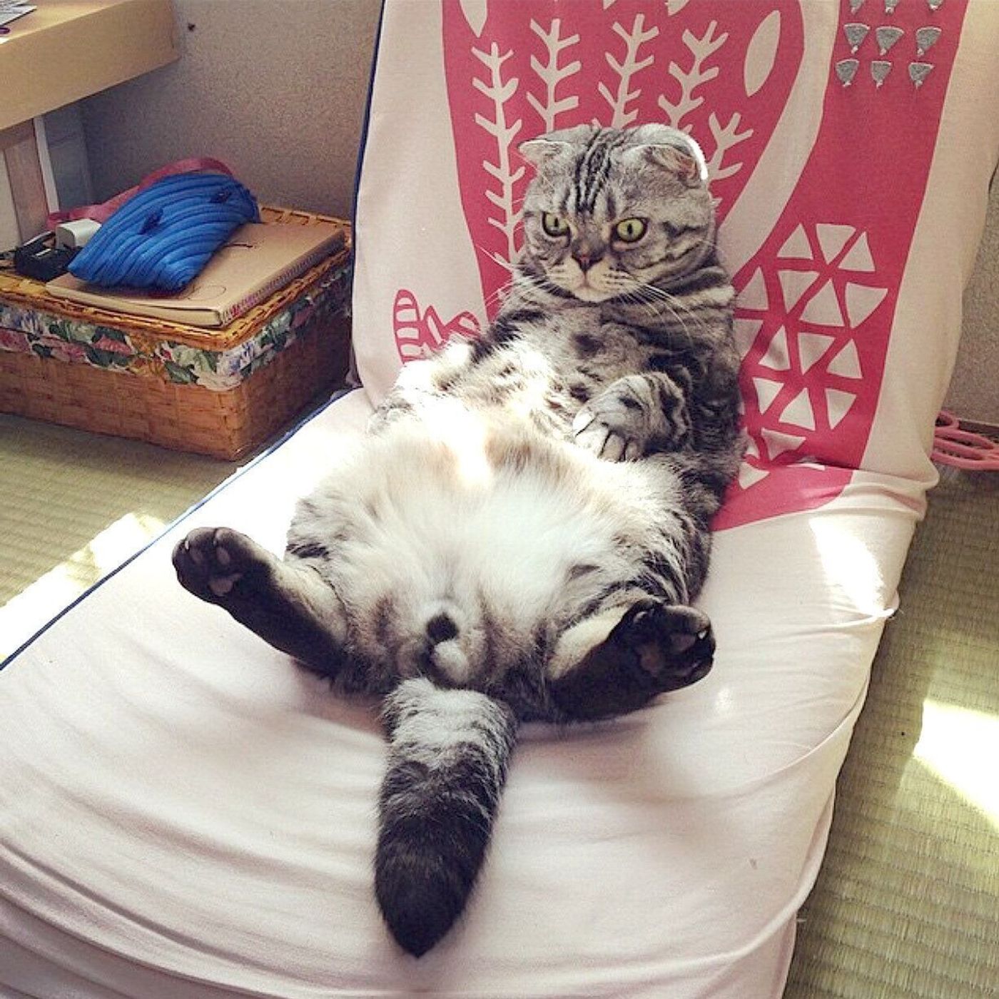 ししまるのスコ座りと骨軟骨異形成のお話 連載 渋ネコししまるさん 70 ねこのきもちweb Magazine ししまるのスコ座りと骨軟骨異形成のお話 連載 渋ネコししまるさん 70 ねこのきもちweb Magazine