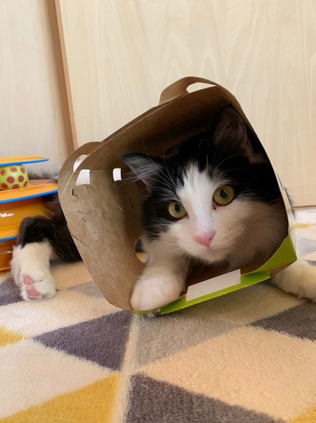 かわいいけどちょっと困る猫のいたずら 上手な付き合い方は ねこのきもちweb Magazine かわいいけどちょっと困る猫のいたずら 上手な付き合い方は ねこのきもちweb Magazine