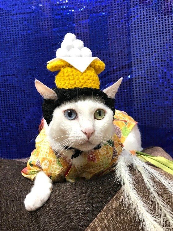 月見団子のコスプレをする白猫のマリーちゃん