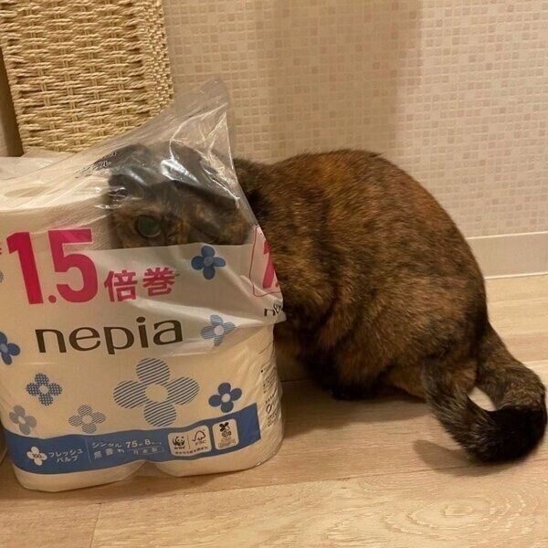 ビニール袋が大好きなしゃけちゃん