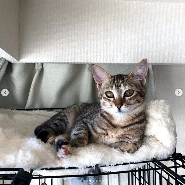 くつろぐつむぎちゃん