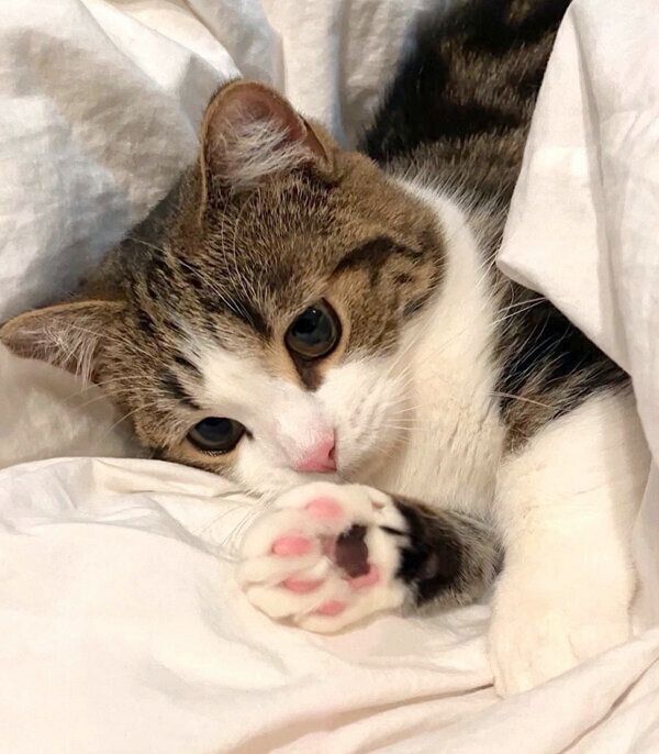 お布団でくつろぐひなたくん