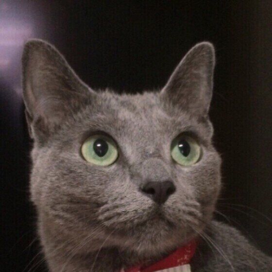 ロシアンブルー・チュラちゃんのお顔アップ