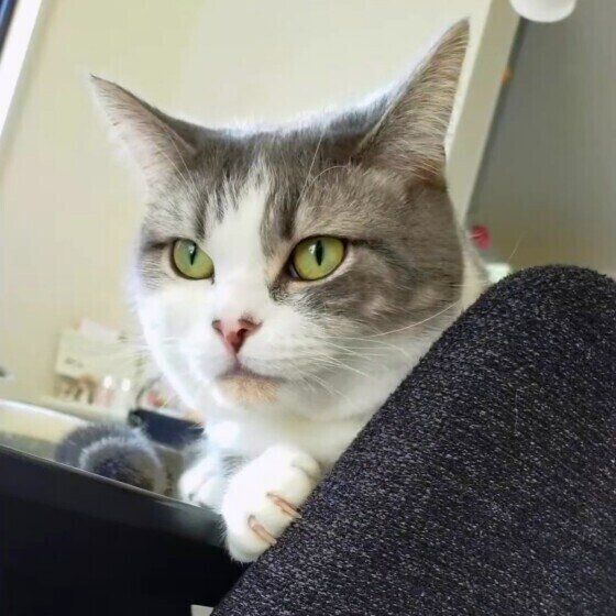 ミヌエットのゆきちちゃん