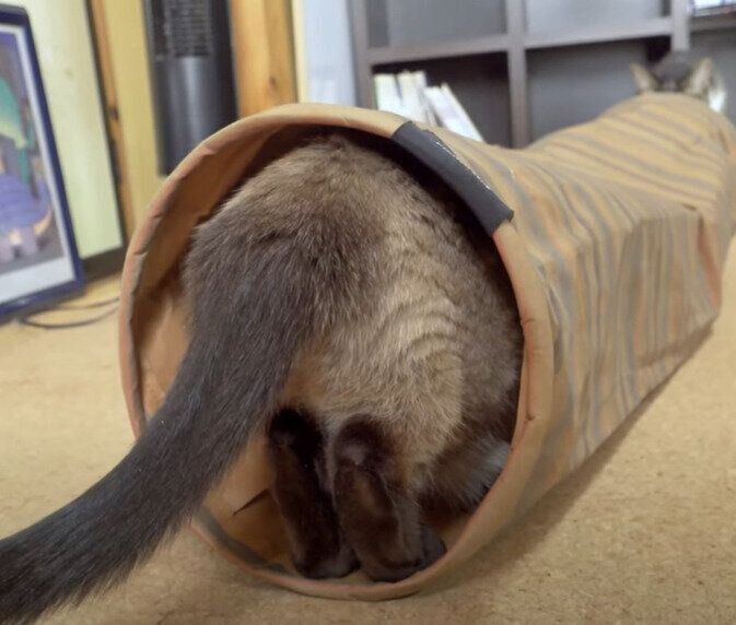 トンネルに入るわらびちゃん