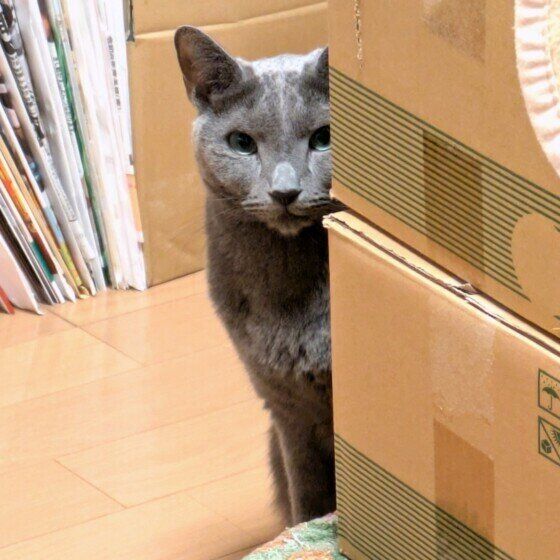 ロシアンブルーのレグルスくん