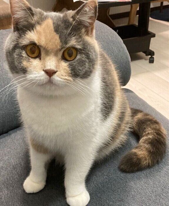 見つめるちゃんぽんちゃん