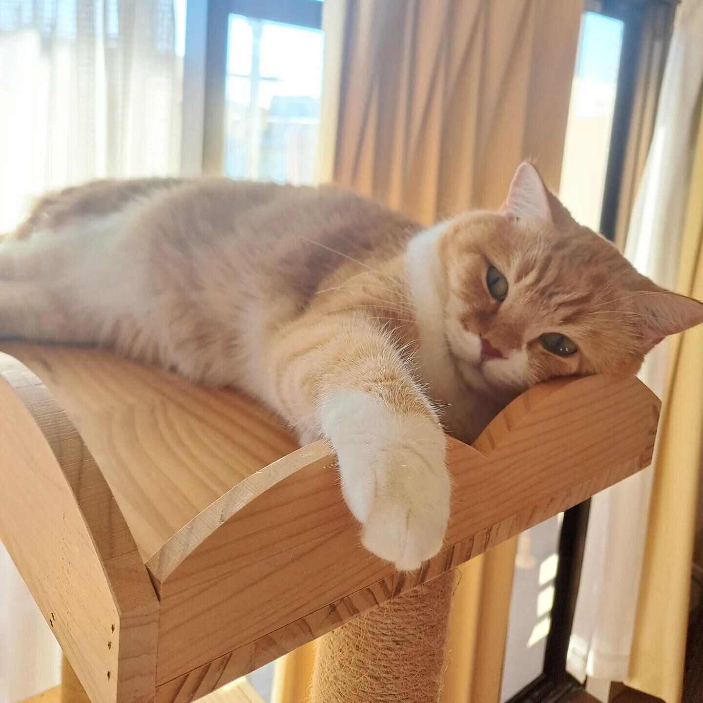 キャットタワーの上にいるミヌエット