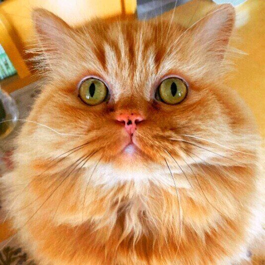 ふわふわの毛並みのスコティッシュフォールド