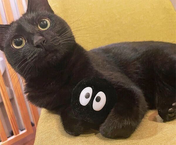 まんまるな目が可愛いアビーちゃん