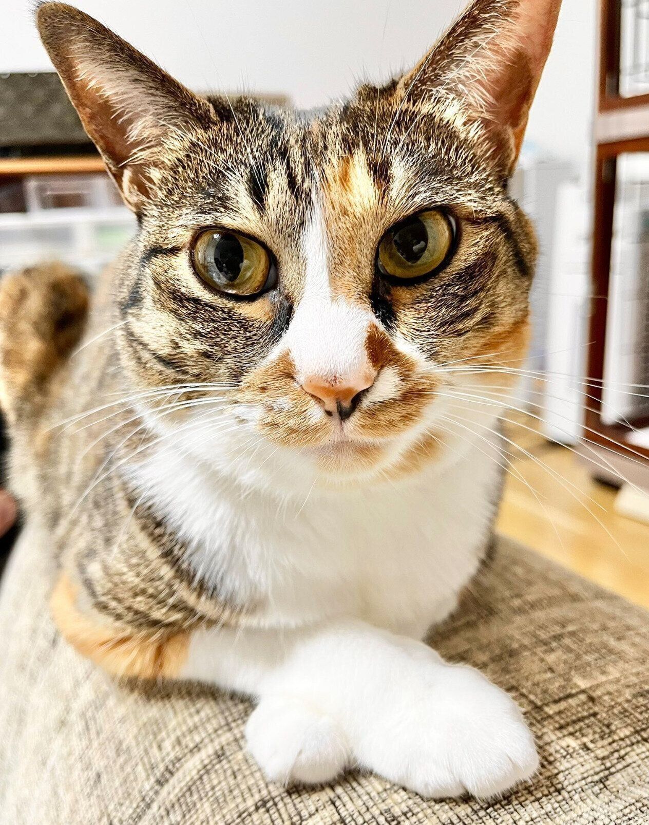 くつろぐナナちゃん