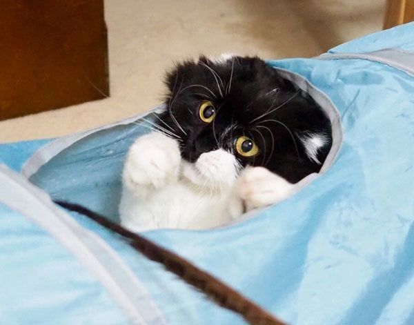 すこんぶちゃん