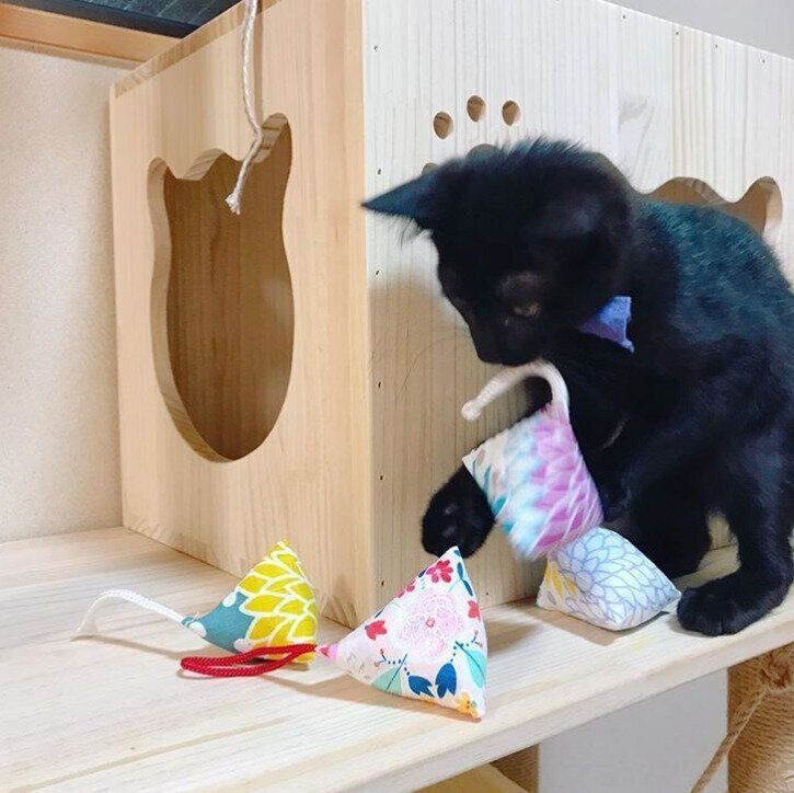 おもちゃで遊ぶロージーちゃん